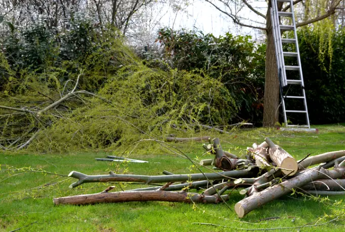 Affordable Tree Removal in Thornton, CO