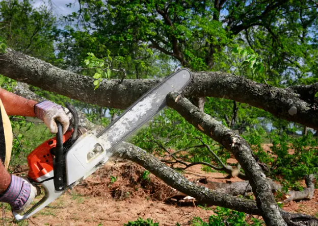 How Tree Cutting Services Prevent Potential Property Damage in Thornton, CO How Tree Cutting Services Prevent Potential Property Damage in Thornton, CO