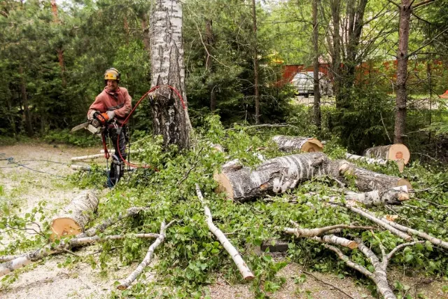 How Tree Pruning Services Help Prevent Disease Spread in Thornton, CO