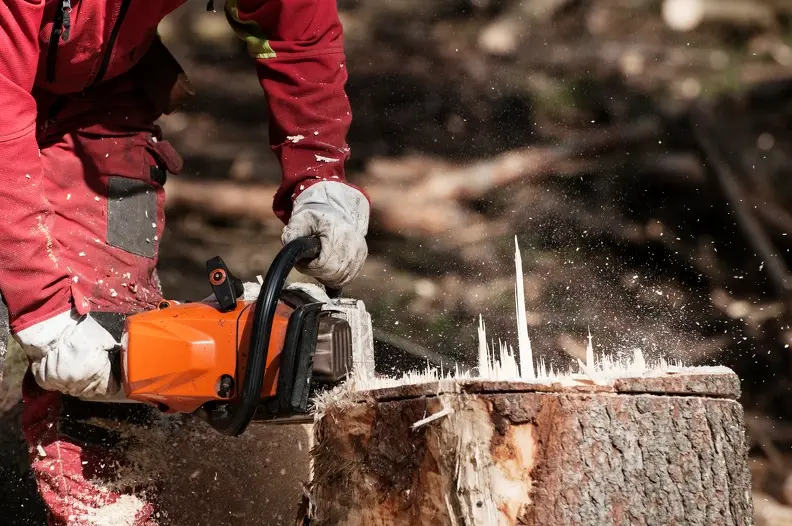 How Tree Pruning Services Help Prevent Disease Spread in Thornton, CO