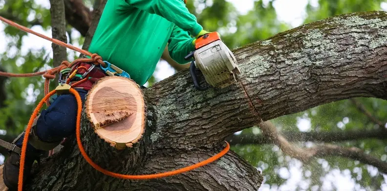 How Tree Trimming Improves Airflow And Sunlight Exposure in Thornton, CO