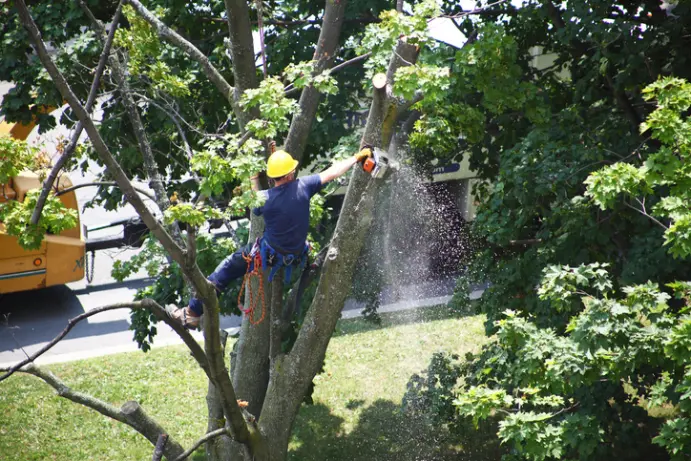Professional Tree Removal in Thornton, CO