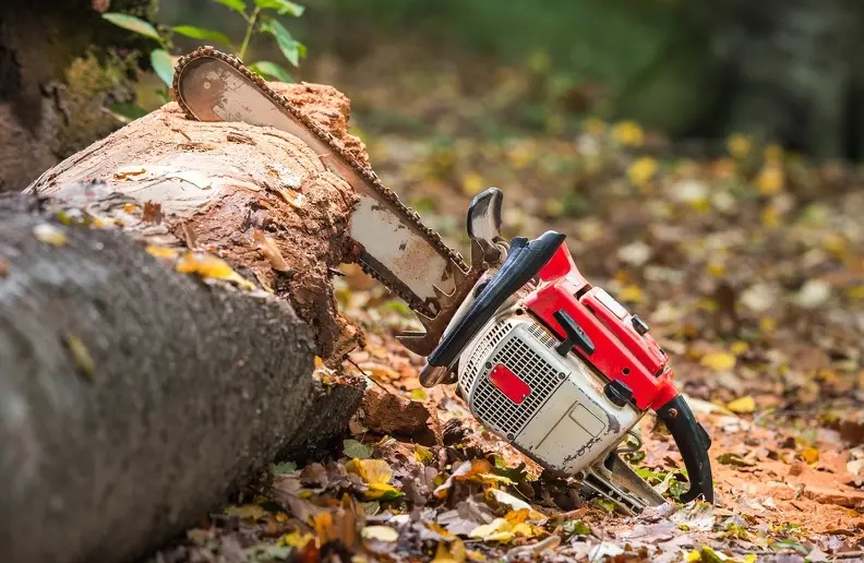 Understanding The Best Time For Tree Pruning Services in Thornton, CO Understanding The Best Time For Tree Pruning Services in Thornton, CO