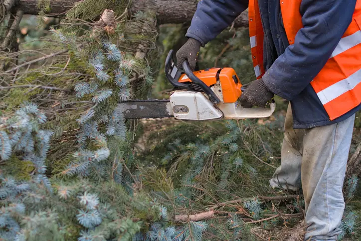 What To Expect During A Professional Tree Removal Service in Thornton, CO