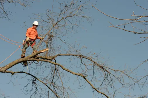 When To Schedule Tree Trimming To Promote Healthy Growth in Thornton, CO When To Schedule Tree Trimming To Promote Healthy Growth in Thornton, CO