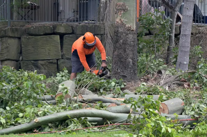 Why Tree Removal Is Necessary For Property Safety in Thornton, CO
