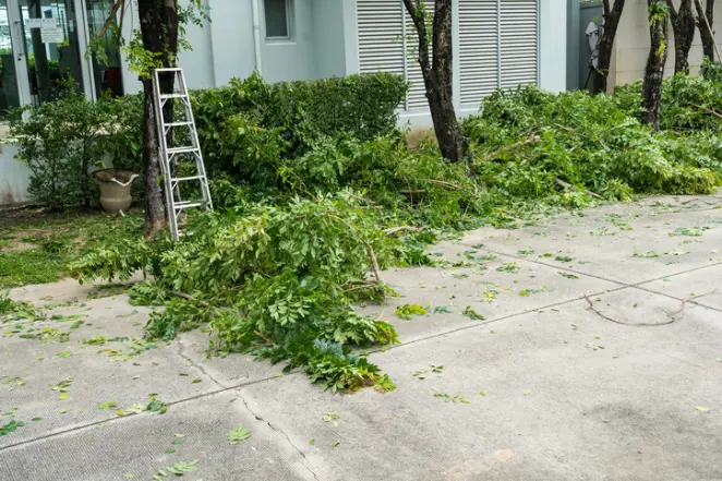 Why Tree Removal Is Necessary For Property Safety in Thornton, CO