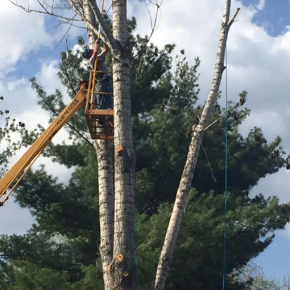 Tree Company in Thornton, CO Tree Company in Thornton, CO