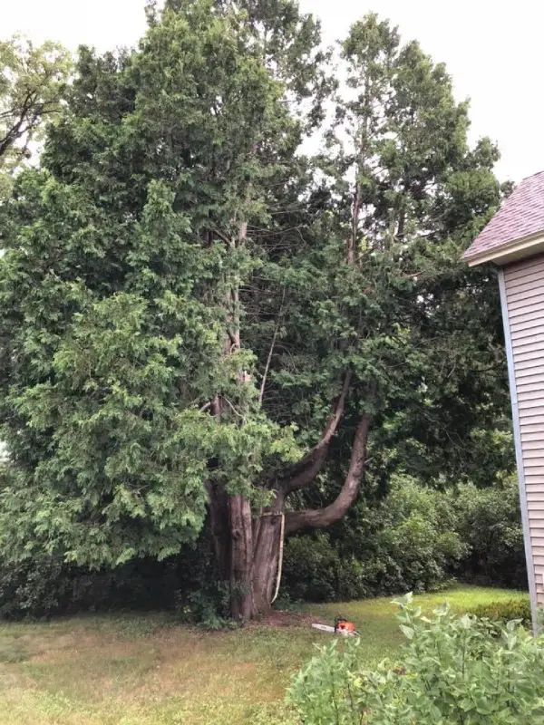 Trusted Tree Company in Thornton, CO