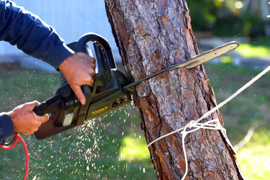 What To Expect During A Professional Tree Removal Service in Thornton, CO